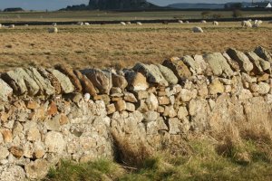 Lindisfarne Castle and sheep
