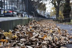 Leaves, Ediburgh