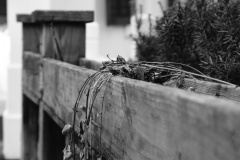 SONY DSC