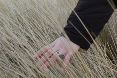 A hand brushing wheat in a field.