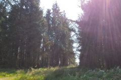 Finnish woodlands on a hot summer's day