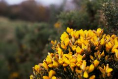Spring Gorse bushes in the Scottish Borders