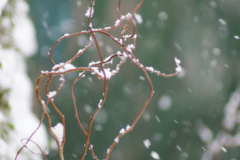The snow outside my back window in Selby, Yorkshire