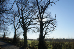Sunny trees