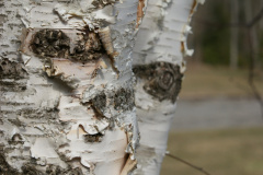 Silver Birch bark