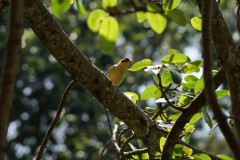 A bird in a tree