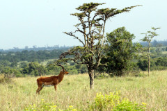 A gazelle watching for predators, Kenya