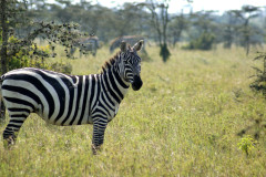 A zebra stands on the equator, Kenya