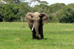 An elephant getting ready to charge our car, Kenya