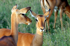 Gazelles keepin an eye on us
