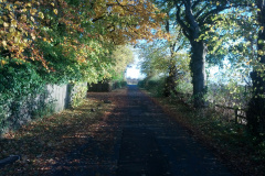 A leafy lane near Durham in Autumn
