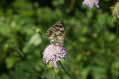 A butterfly on a flower